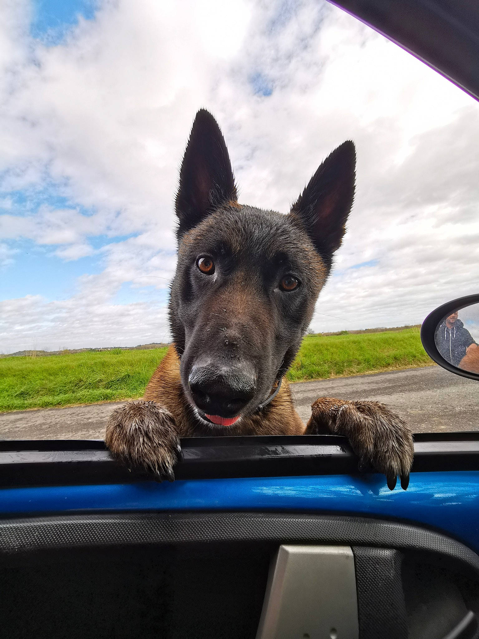 Iako a rejoint le concours — aidez-le/la à gagner de superbes lots ! automotive_window_part, canidae, car, carnivore, dog, dog_breed, dutch_shepherd_dog, formosan_mountain_dog, glass, mammal, police_dog, sky, snout, vehicle, vertebrate, window, windshield, working_dog
