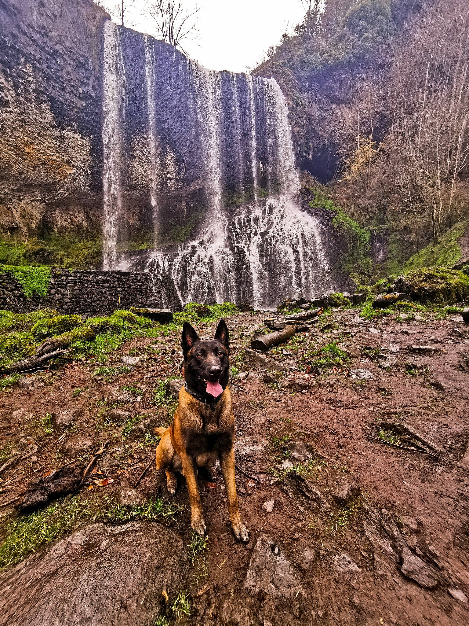 Iako a rejoint le concours — aidez-le/la à gagner de superbes lots ! adventure, canidae, carnivore, dog, dog_breed, east_european_shepherd, forest, german_shepherd_dog, herding_dog, national_park, plant, rock, state_park, tree, walking, watercourse, waterfall, wilderness, working_dog