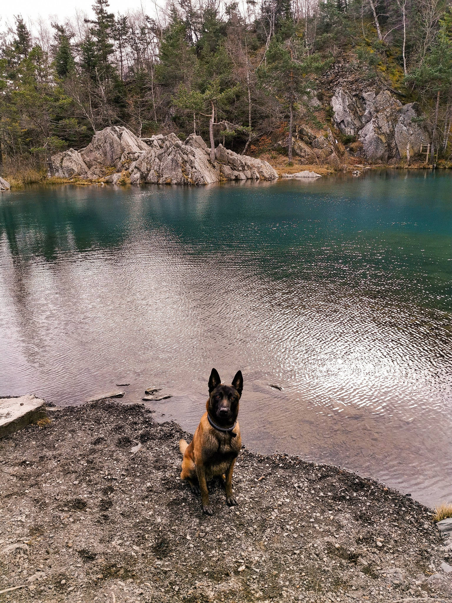 Iako participe au concours pour gagner de l'argent avec cette photo : canidae, carnivore, dog, dog_breed, fawn, german_shepherd_dog, lake, reservoir, vacation, water, water_resources, wilderness, working_dog