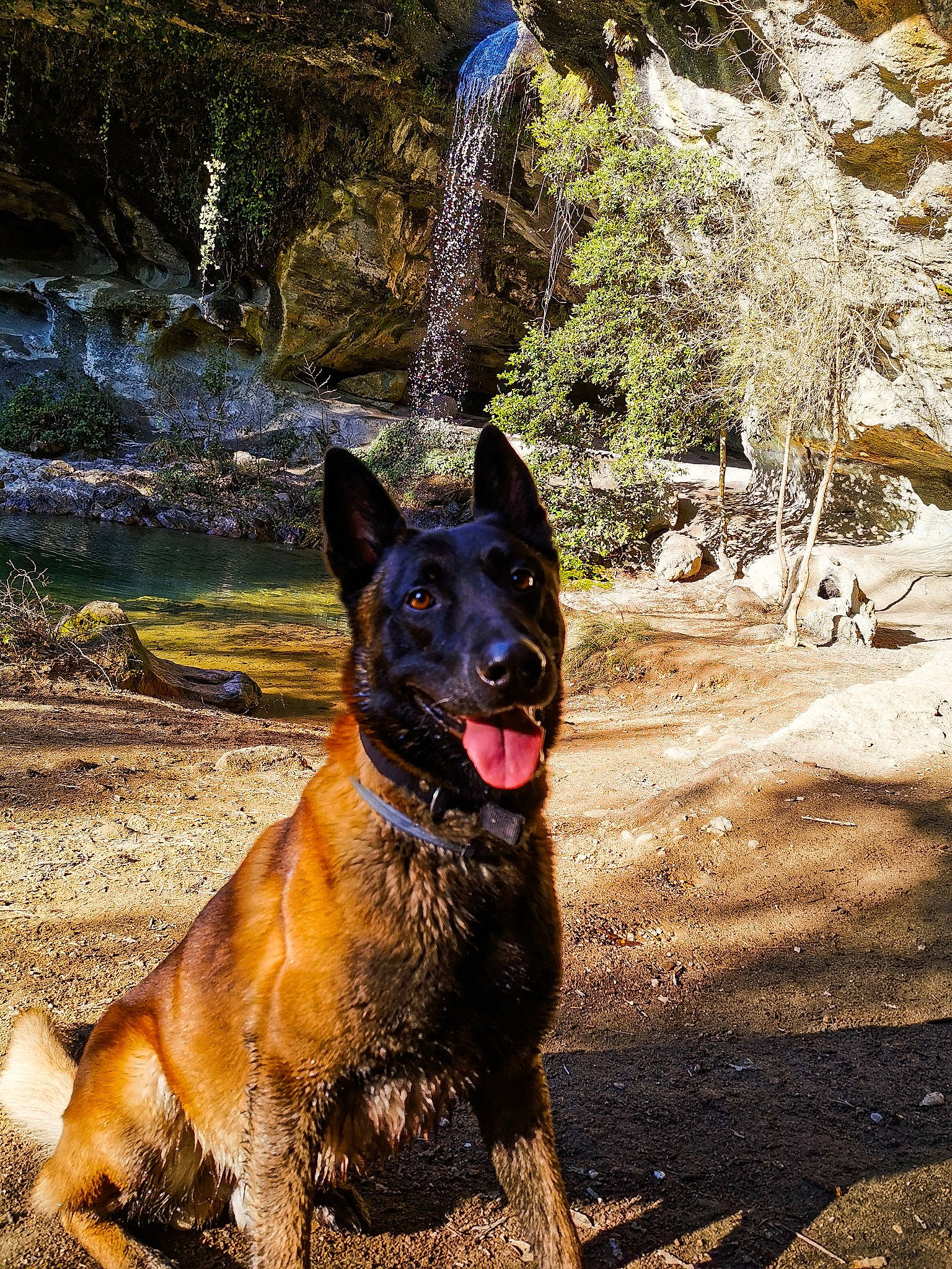 Iako a rejoint le concours — aidez-le/la à gagner de superbes lots ! adventure, belgian_shepherd, bohemian_shepherd, canidae, carnivore, dog, dog_breed, dutch_shepherd_dog, east_european_shepherd, fawn, german_shepherd_dog, king_shepherd, mammal, old_german_shepherd_dog, rare_breed_dog, shiloh_shepherd_dog, tree, vertebrate, working_dog