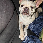 Prada participe au concours pour gagner de l'argent avec cette photo : dog, french_bulldog, pet, animal, canine, face, ears, large_ears, short_snout, wrinkles, white_coat, sitting, car, vehicle, seat, blanket, passenger, portrait, closeup, indoor