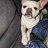 dog, french_bulldog, pet, animal, canine, face, ears, large_ears, short_snout, wrinkles, white_coat, sitting, car, vehicle, seat, blanket, passenger, portrait, closeup, indoor