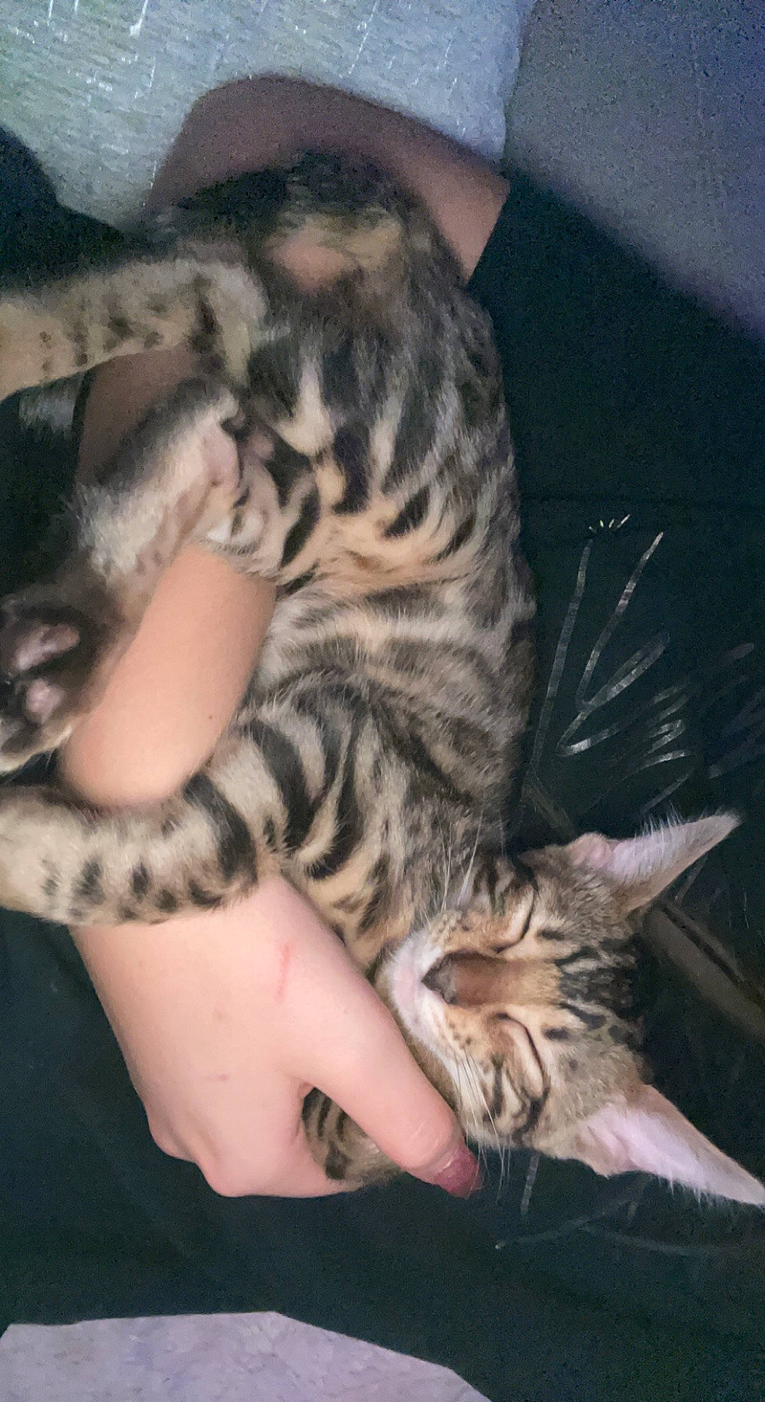 Mylah is registered to the contest to win money with this photo: bengal_tiger, big_cats, carnivore, cat, comfort, fawn, felidae, foot, fur, gesture, hand, human_leg, nail, small_to_medium_sized_cats, snout, terrestrial_animal, thigh, thumb, whiskers, wrist