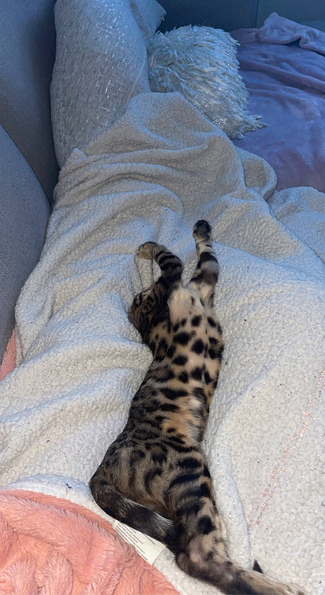 Mylah is registered to the contest to win money with this photo: bedding, big_cats, carnivore, comfort, fawn, felidae, fur, grey, human_leg, jaguar, leopard, linens, pattern, paw, sleeve, small_to_medium_sized_cats, tail, terrestrial_animal, textile, whiskers