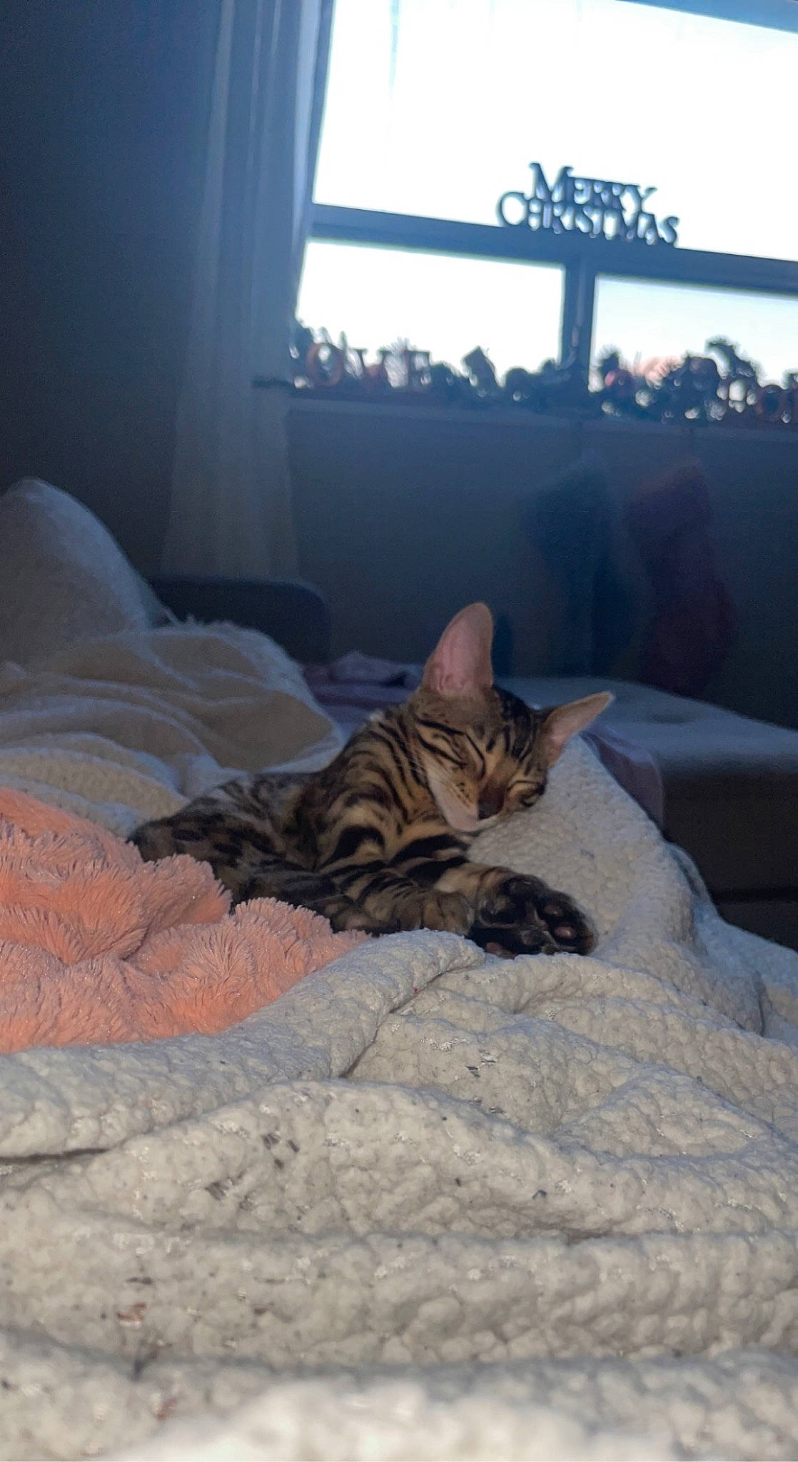 Mylah joined the competition — help win amazing prizes! bed, bedding, carnivore, cat, comfort, curtain, domestic_short_haired_cat, felidae, fur, grey, hardwood, linens, plant, room, small_to_medium_sized_cats, tail, tree, whiskers, window, wood