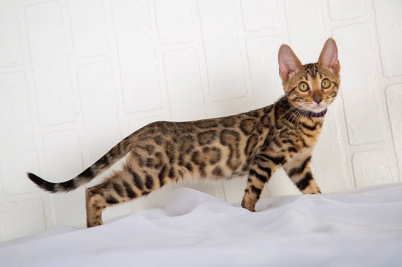 Mylah joined the competition — help win amazing prizes! bengal, carnivore, cat, comfort, felidae, fur, small_to_medium_sized_cats, snout, snow, tail, terrestrial_animal, whiskers, wildlife