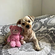 Lilou participe au concours pour gagner de l'argent avec cette photo : dog, stuffed_toy, bed, bedding, pattern, indoor, pet, cute, small_dog, toy, plush, fur, paw, animal, companion, cute_pet, relaxed, cozy, brown, pink