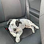 Alba a rejoint le concours — aidez-le/la à gagner de superbes lots ! animal, black_and_white, canine, car_interior, companion, curious, dog, domestic_animal, indoor, leisure, pet, puppy, relaxed, resting, seat, seatbelt, spotted, transportation, vehicle, young_dog