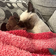 Latte joined the competition — help win amazing prizes! animal, blanket, closeup, couch, cozy, cute, domestic, fabric, fur, indoor, kitten, pet, pink, plush_toy, relaxing, resting, siamese_cat, sleepy, soft_texture, whiskers