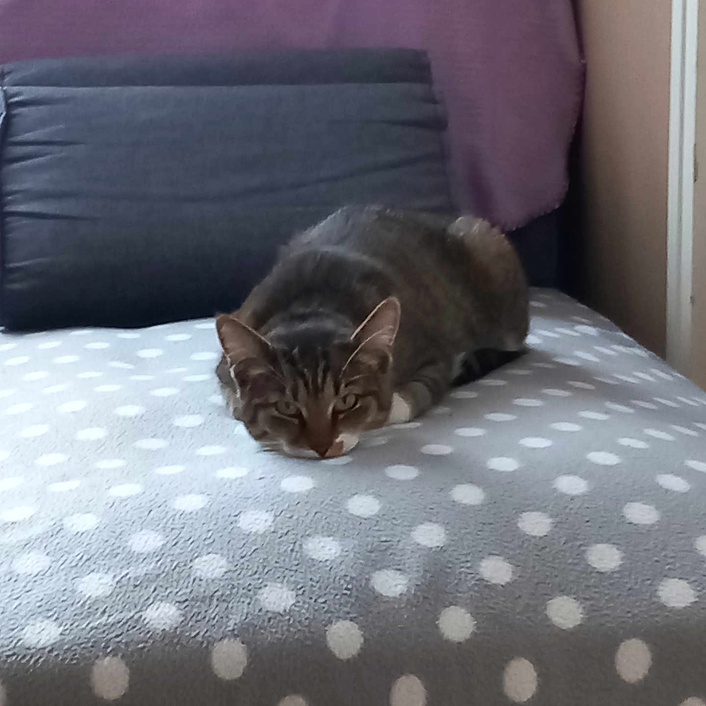 Isis participe au concours pour gagner de l'argent avec cette photo : animal, bed, blanket, cat, cozy, domestic, ears, eyes, fur, furniture, indoor, looking, lying_down, mammal, pet, polka_dot, resting, soft, tabby_cat, whiskers
