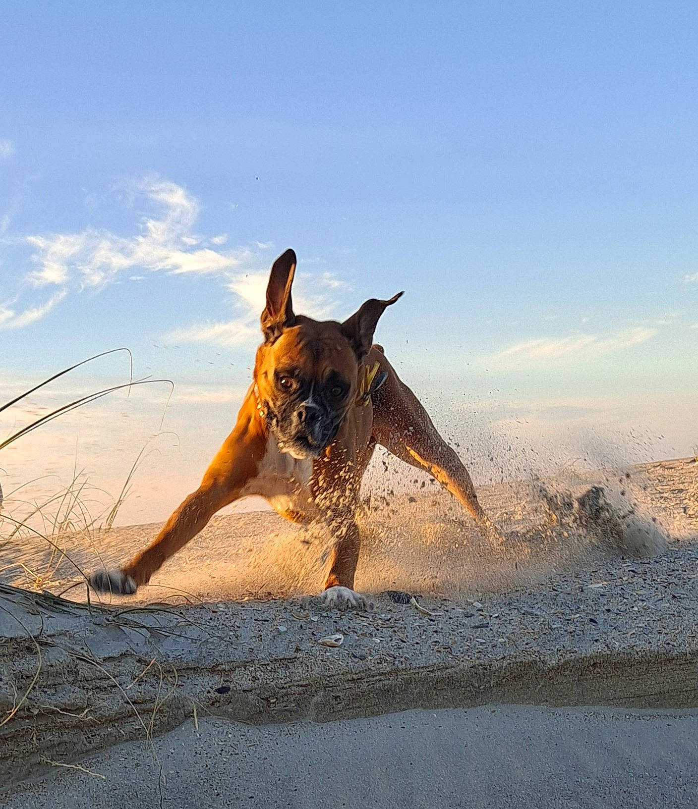 Abigail is registered to the contest to win money with this photo: canidae, carnivore, collar, dog, dog_breed, dog_supply, fawn, fluid, hunting_dog, liver, mammal, sand, snout, sporting_group, tail, wave, wind, wind_wave, working_animal, working_dog