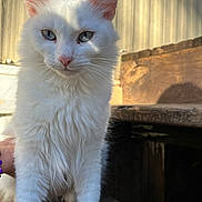 Keke Girl joined the competition — help win amazing prizes! cat, white_cat, feline, pet, blue_eyes, long_hair, whiskers, outdoor, wooden_steps, porch, close_up, portrait, fur, ears, pink_nose, paws, sunlight, shadow, fence, curious