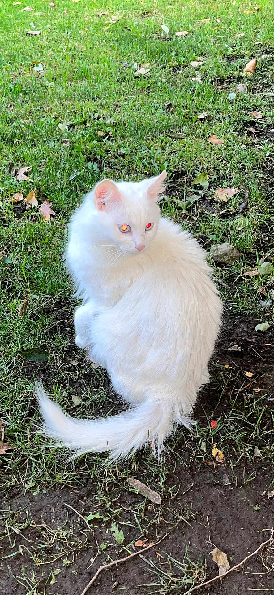 Keke Girl joined the competition — help win amazing prizes! cat, white_cat, long_fur, grass, outdoor, pet, sitting, tail, ears, glowing_eyes, red_eye, nature, ground, leaves, dirt, feline, portrait, animal, whiskers, paws