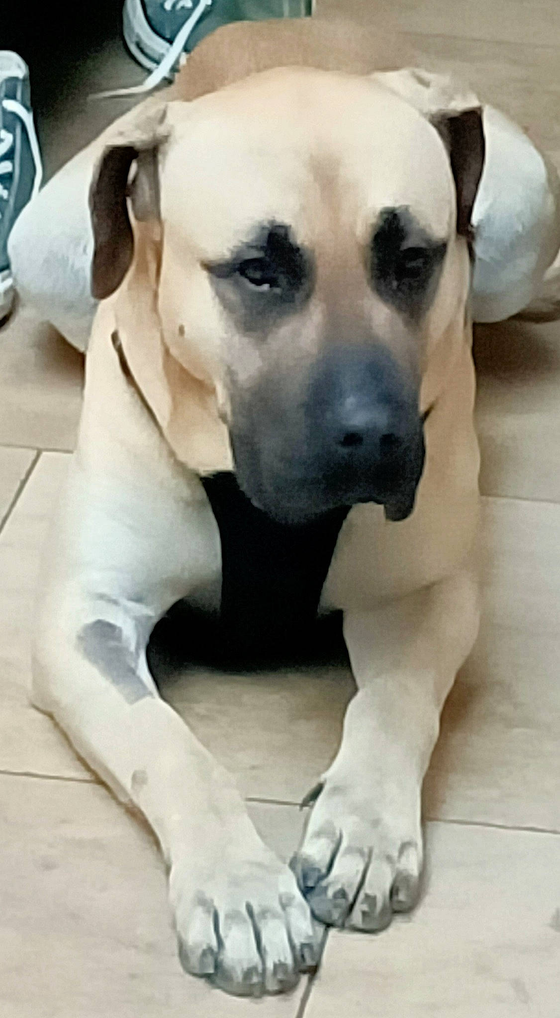 Skar a rejoint le concours — aidez-le/la à gagner de superbes lots ! art, canidae, carnivore, collar, companion_dog, dog, dog_breed, dog_collar, door, fawn, flooring, foot, fur, non_sporting_group, pet_supply, snout, sporting_group, whiskers, white, working_animal