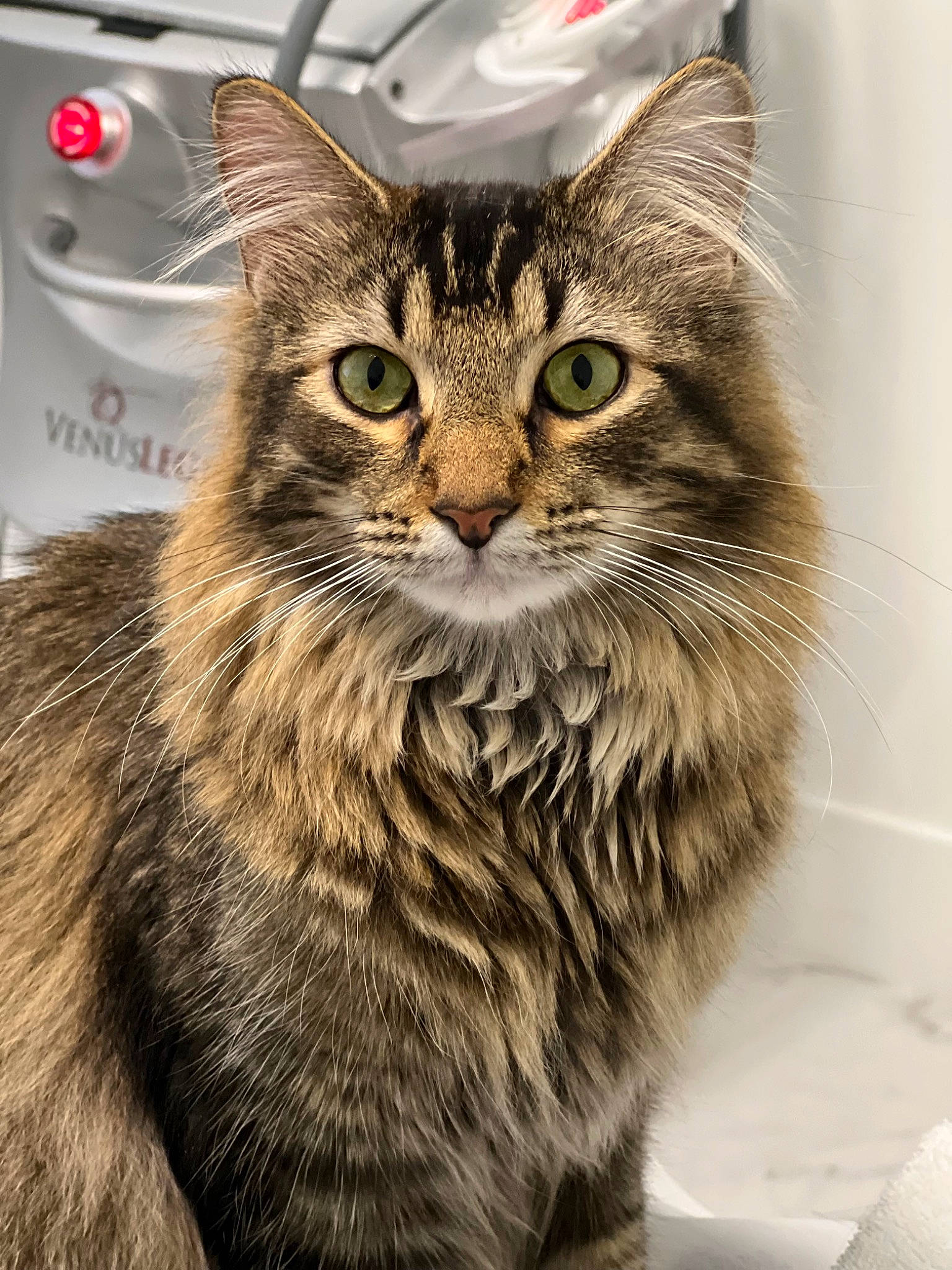 Dorio joined the competition — help win amazing prizes! carnivore, cat, domestic_short_haired_cat, felidae, fur, maine_coon, paw, small_to_medium_sized_cats, snout, terrestrial_animal, whiskers