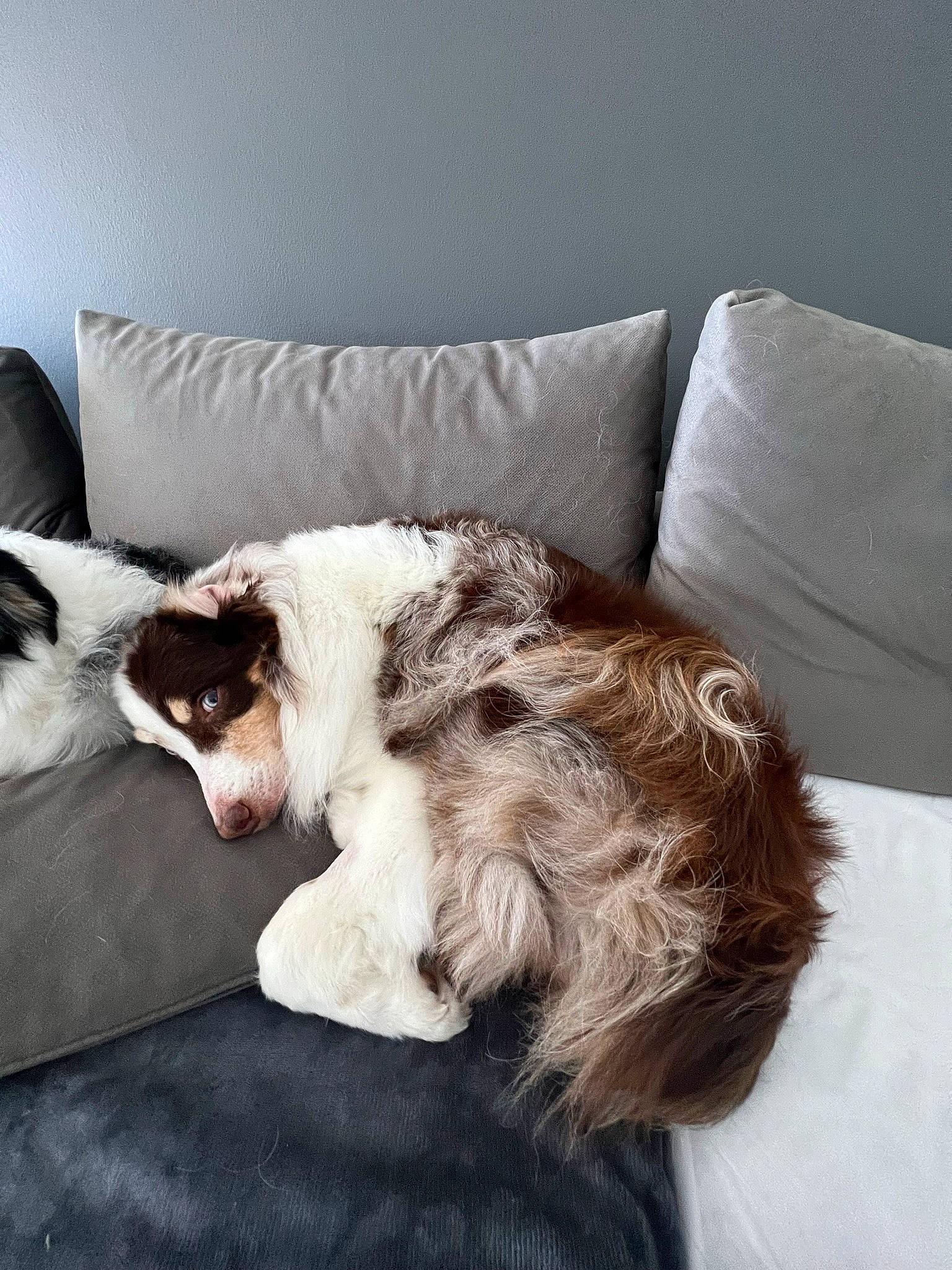 Aussie is registered to the contest to win money with this photo: bedding, bored, canidae, carnivore, chair, comfort, companion_dog, couch, dog, dog_breed, fawn, felidae, fur, linens, paw, small_to_medium_sized_cats, snout, sporting_group, whiskers, working_animal