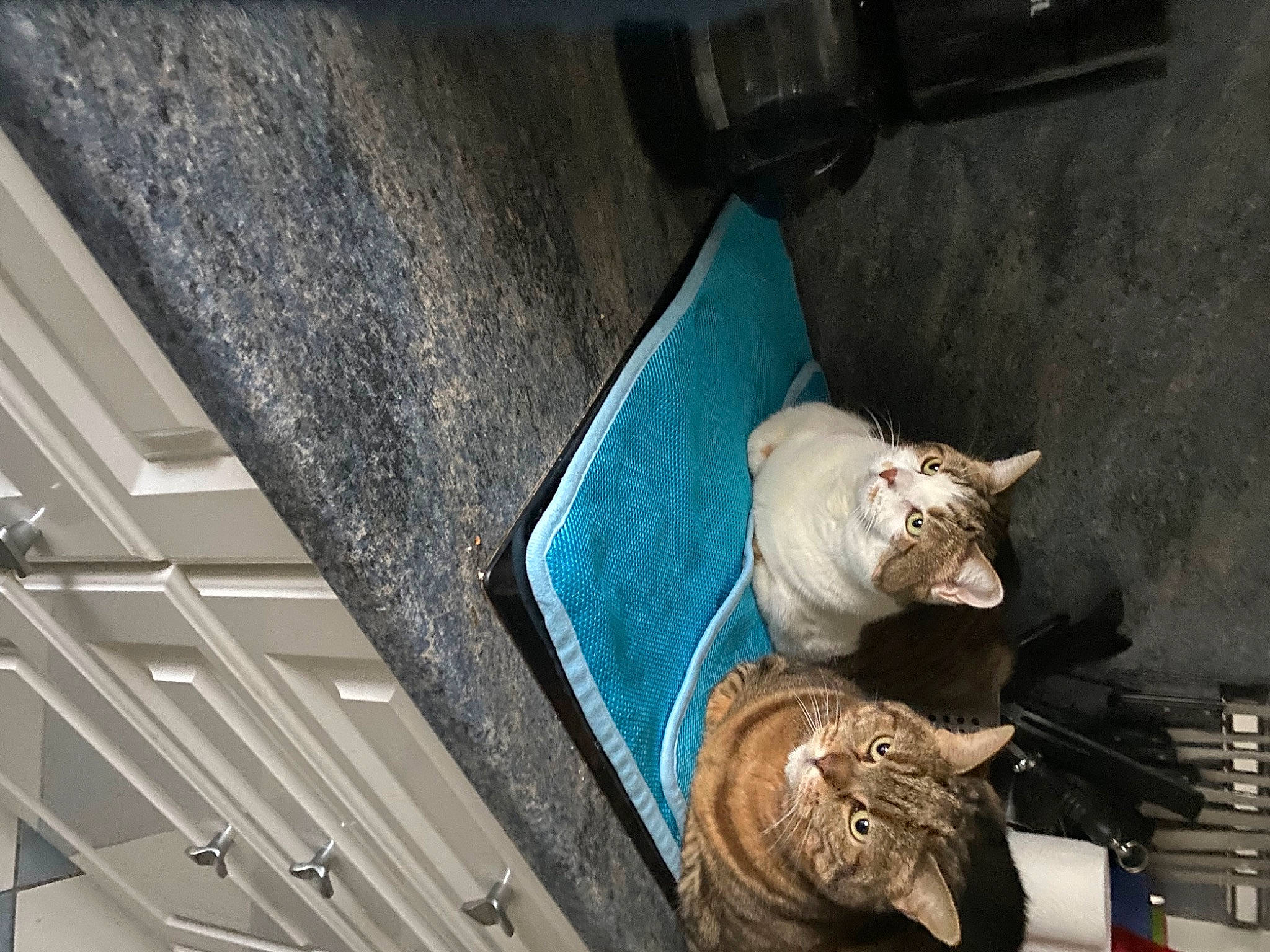 Kitty Nala participe au concours pour gagner de l'argent avec cette photo : auto_part, automotive_exterior, automotive_lighting, carnivore, cat, domestic_short_haired_cat, electric_blue, felidae, fur, gas, small_to_medium_sized_cats, tail, trunk, vehicle_door, whiskers, windshield, wood