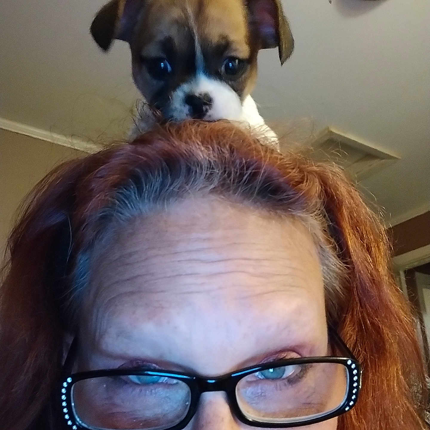 Daisy Mae joined the competition — help win amazing prizes! woman, glasses, puppy, dog, face, head, indoor, ceiling_light, hair, smile, closeup, brown_hair, pet, cute, looking_down, eyewear, skin, expression, funny, portrait