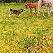 Max is registered to the contest to win money with this photo: animals, canine, curious, dog, equine, farm, fence, field, foal, grass, grazing, greenery, horse, mammals, nature, outdoor, pasture, rural, trees, young