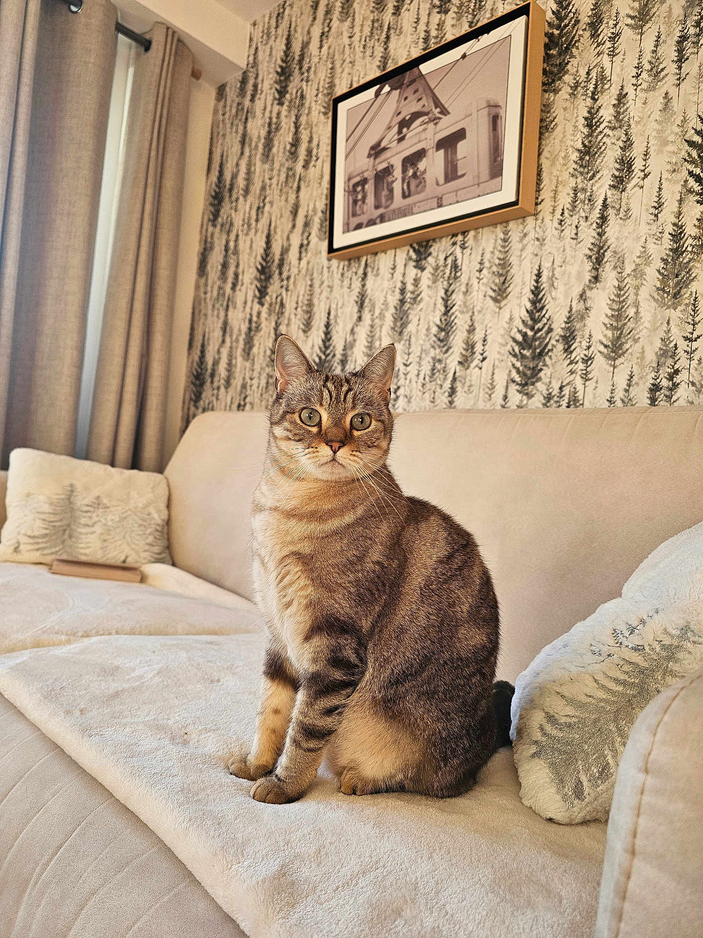 Romy participe au concours pour gagner de l'argent avec cette photo : cat, tabby_cat, sofa, couch, cushion, pillow, wallpaper, framed_picture, curtains, living_room, pet, feline, whiskers, ears, green_eyes, sitting, portrait, cozy, blanket, upholstery