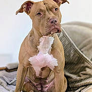 Scarla a rejoint le concours — aidez-le/la à gagner de superbes lots ! dog, canine, tan_dog, pit_bull_type, sitting, indoors, bed, blanket, couch, cushion, pet, portrait, close_up, floppy_ears, white_chest, short_hair, brown_eyes, serious_expression, home, furniture
