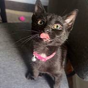 Gypsy is registered to the contest to win money with this photo: animal, bell, black_kitten, cat, chair, cute, domestic_cat, eyes, feline, fur, indoor, nose, paw, pet, pink_collar, playful, small, tongue_out, whiskers, young