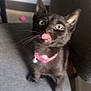 animal, bell, black_kitten, cat, chair, cute, domestic_cat, eyes, feline, fur, indoor, nose, paw, pet, pink_collar, playful, small, tongue_out, whiskers, young