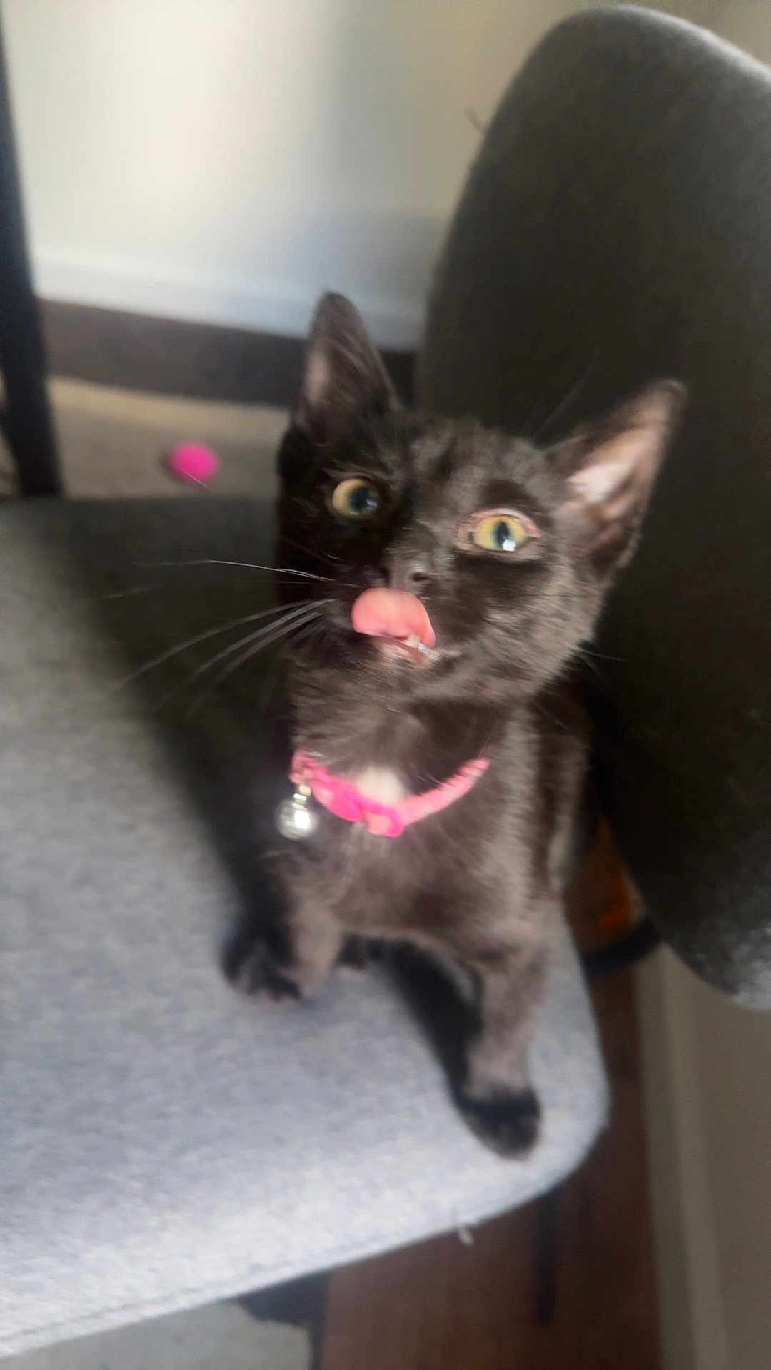 Gypsy is registered to the contest to win money with this photo: animal, bell, black_kitten, cat, chair, cute, domestic_cat, eyes, feline, fur, indoor, nose, paw, pet, pink_collar, playful, small, tongue_out, whiskers, young