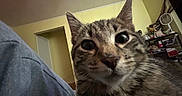 Butter joined the competition — help win amazing prizes! cat, tabby_cat, close_up, indoor, curious, wide_eyes, feline, pet, domestic_animal, yellow_wall, room, doorway, shelf, clutter, furniture, home, animal_face, whiskers, ears, fur