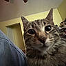 cat, tabby_cat, close_up, indoor, curious, wide_eyes, feline, pet, domestic_animal, yellow_wall, room, doorway, shelf, clutter, furniture, home, animal_face, whiskers, ears, fur