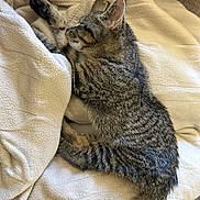 Butter joined the competition — help win amazing prizes! cat, kitten, tabby, sleeping, cozy, blanket, soft, feline, pet, domestic_animal, resting, cute, fur, whiskers, paw, tail, indoor, relaxing, animal, sleep