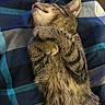 Butter joined the competition — help win amazing prizes! cat, kitten, sleeping, fur, tabby, paws, curled, cozy, blanket, plaid, blue, gray, striped, pet, animal, cute, resting, comfort, indoor, closeup