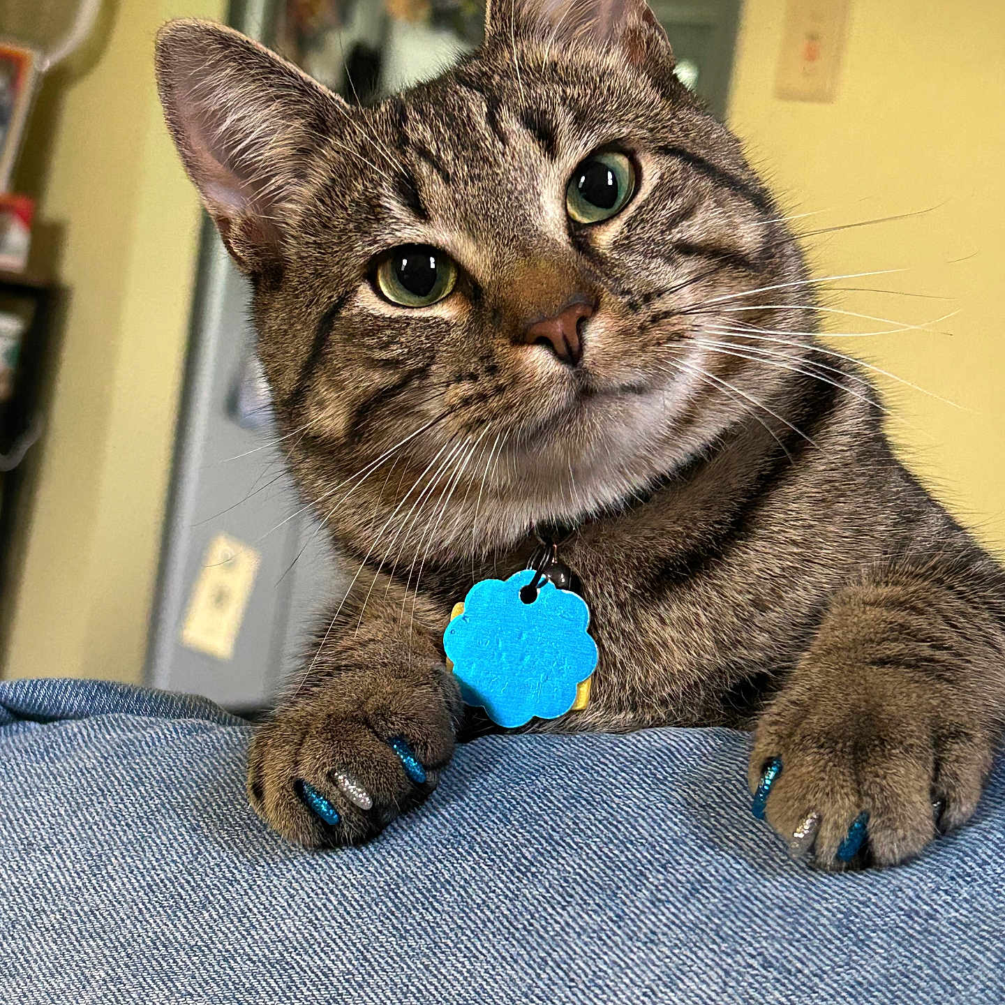 Butter is registered to the contest to win money with this photo: cat, tabby_cat, indoor, pet, animal, close_up, green_eyes, claws, painted_claws, blue_tag, denim, feline, whiskers, curious, cute, domestic_cat, resting, fur, portrait, household