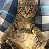 Butter is registered to the contest to win money with this photo: cat, tabby_cat, pet, animal, feline, cute, lying_down, paws, fur, whiskers, curious, indoor, closeup, resting, soft_texture, striped, mammal, cozy, blanket, blue