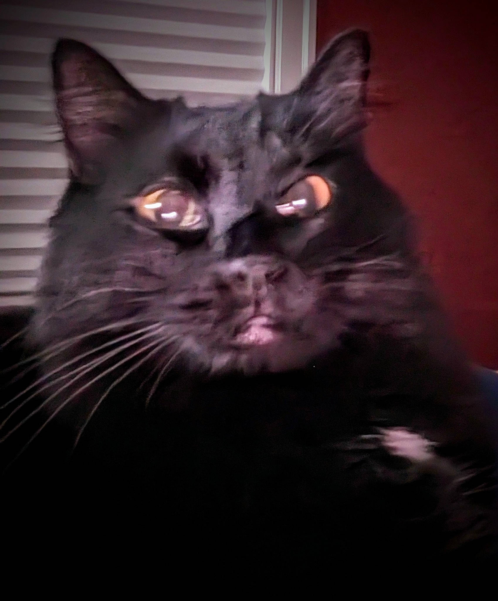 Tiny Bubbles is registered to the contest to win money with this photo: art, black_cat, carnivore, cat, darkness, domestic_short_haired_cat, electric_blue, felidae, fur, grey, night, small_to_medium_sized_cats, snout, tail, whiskers