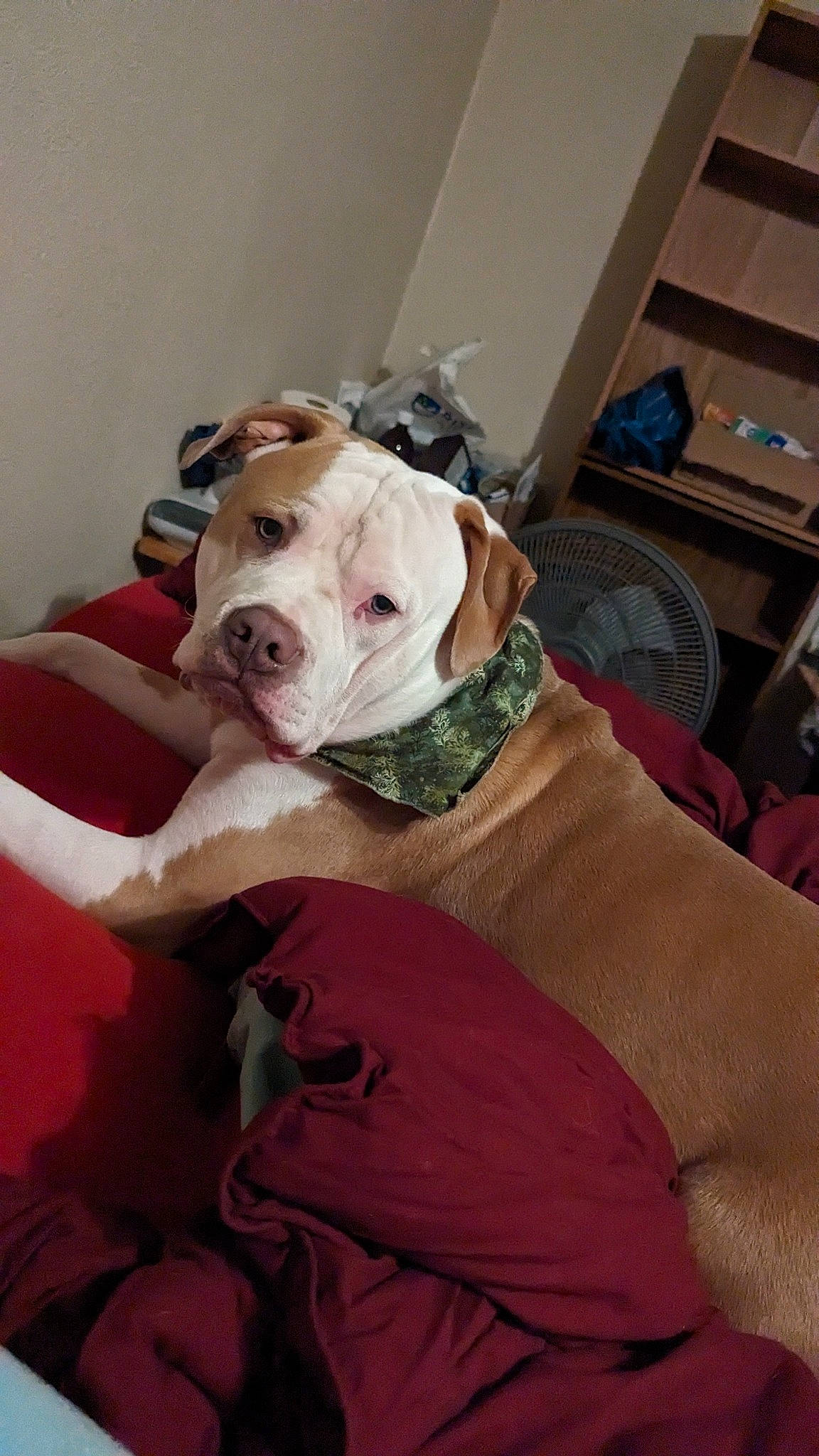 Simba joined the competition — help win amazing prizes! canidae, carnivore, collar, comfort, companion_dog, dog, dog_breed, dog_supply, fawn, non_sporting_group, pet_supply, sporting_group, working_animal, working_dog