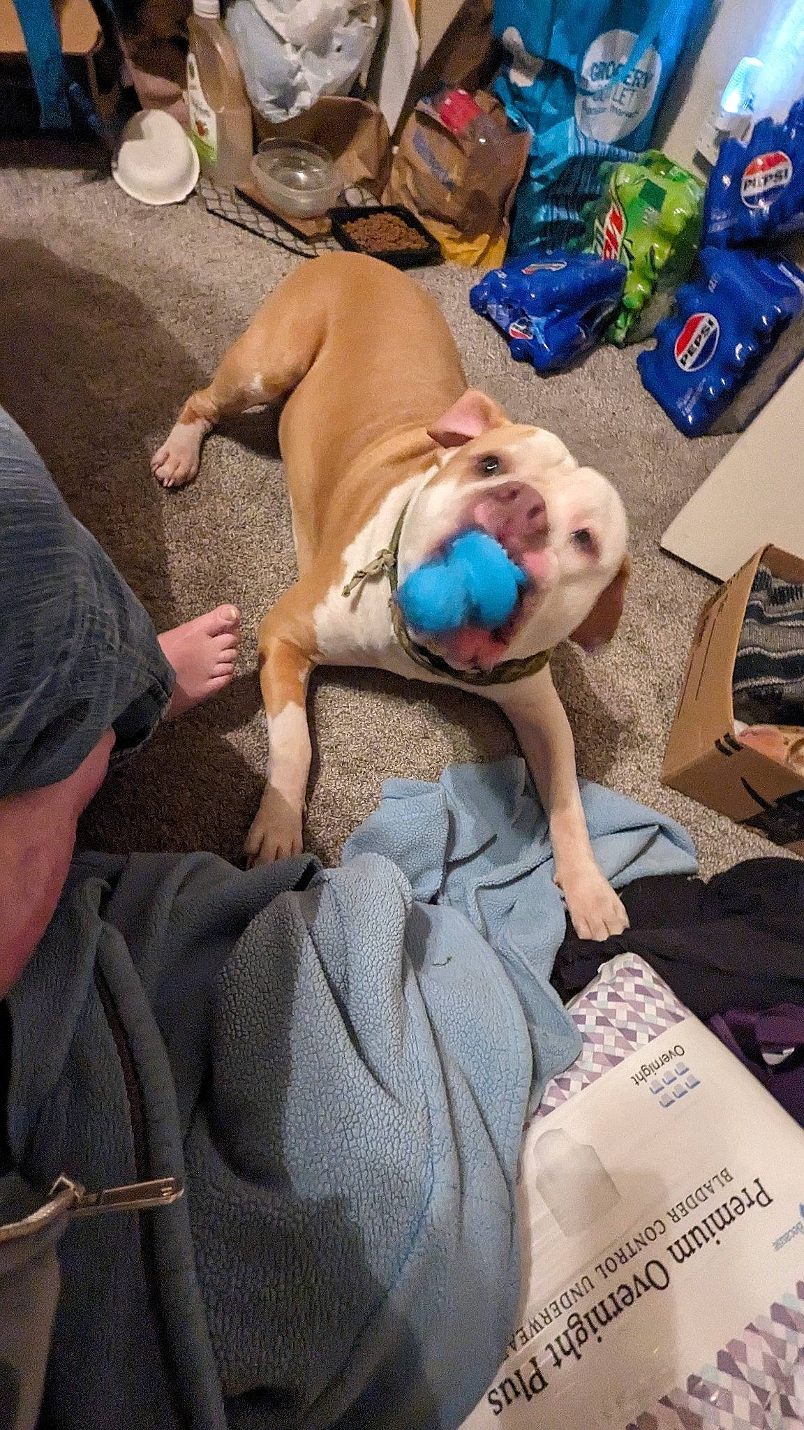 Simba joined the competition — help win amazing prizes! abdomen, barechested, barefoot, chest, event, fawn, foot, fun, hat, human_leg, lap, leisure, linens, nail, sand, sitting, sun_tanning, thigh, toy, trunk