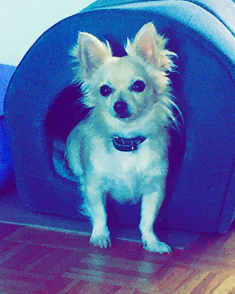 Nesco a rejoint le concours — aidez-le/la à gagner de superbes lots ! carnivoran, chihuahua, companion_dog, dog, dog_breed, dog_breed_group, dog_like_mammal, pomeranian, puppy, snout, toy_dog, whiskers