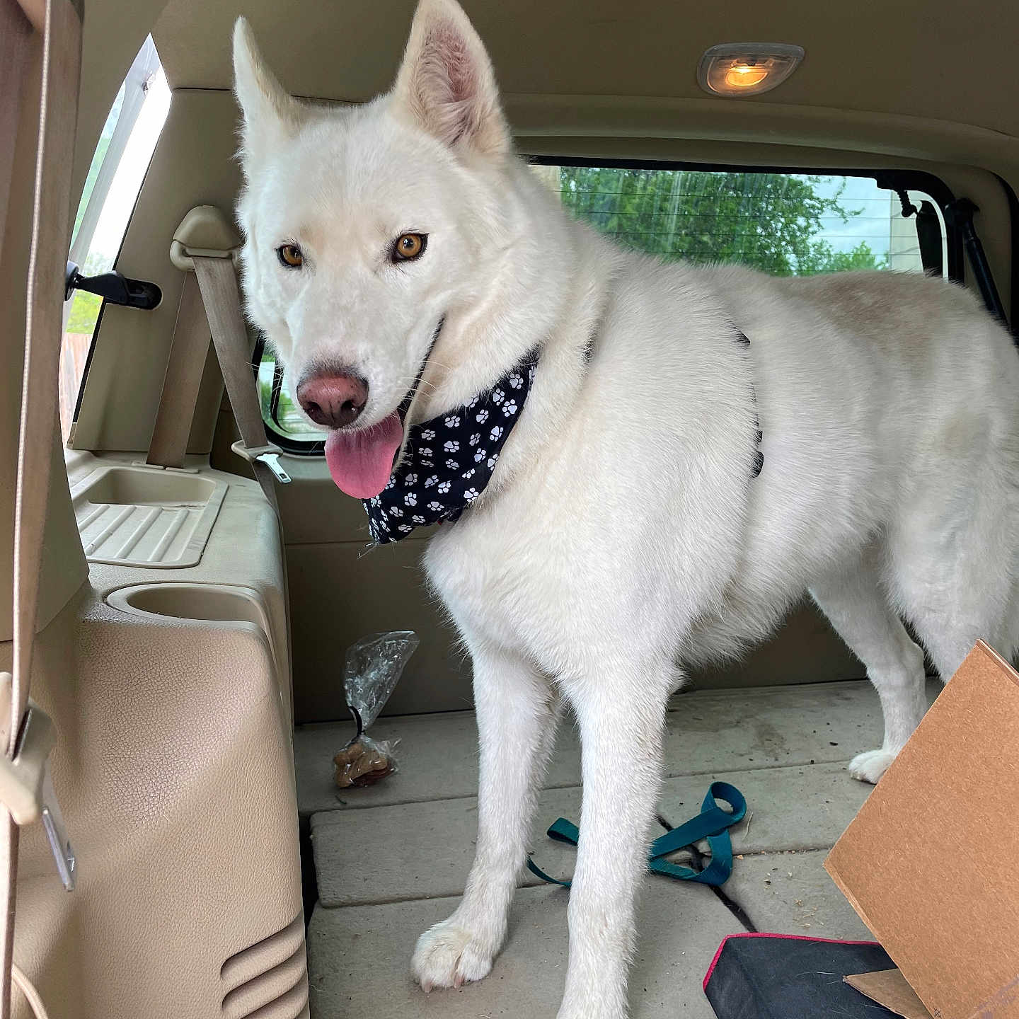 Olaf joined the competition — help win amazing prizes! animal, architecture, building, canine, car, cartrunk, cushion, dog, eskimodog, homedecor, husky, machine, outdoors, pet, puppy, sink, spoke, transportation, vehicle, whitedog