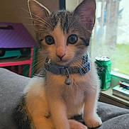 Jasper is registered to the contest to win money with this photo: kitten, cat, pet, animal, sitting, portrait, collar, bell, whiskers, ears, eyes, fur, tabby, calico, gray_fur, white_fur, indoor, couch, window, cute