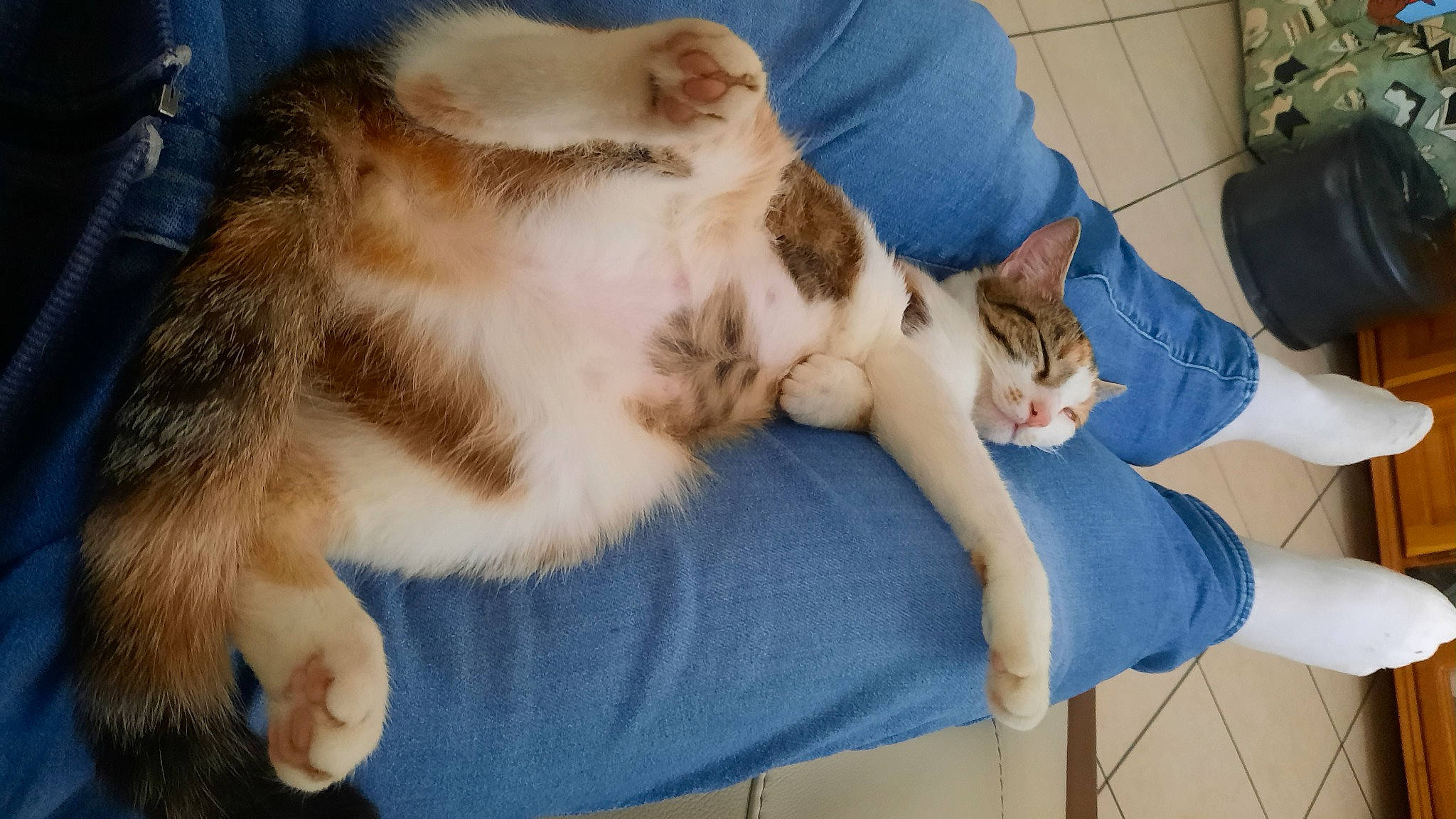 Anis a rejoint le concours — aidez-le/la à gagner de superbes lots ! canidae, carnivore, cat, claw, comfort, companion_dog, dog_breed, domestic_short_haired_cat, ear, fawn, felidae, fur, gesture, hand, human_leg, lap, paw, small_to_medium_sized_cats, tail, whiskers