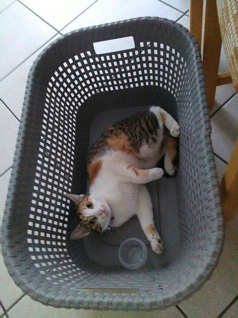 Anis participe au concours pour gagner de l'argent avec cette photo : animal_shelter, carnivore, cat, cat_supply, chair, comfort, companion_dog, dog_breed, domestic_short_haired_cat, fawn, felidae, fender, gas, grille, mammal, pet_supply, small_to_medium_sized_cats, snout, tail, whiskers