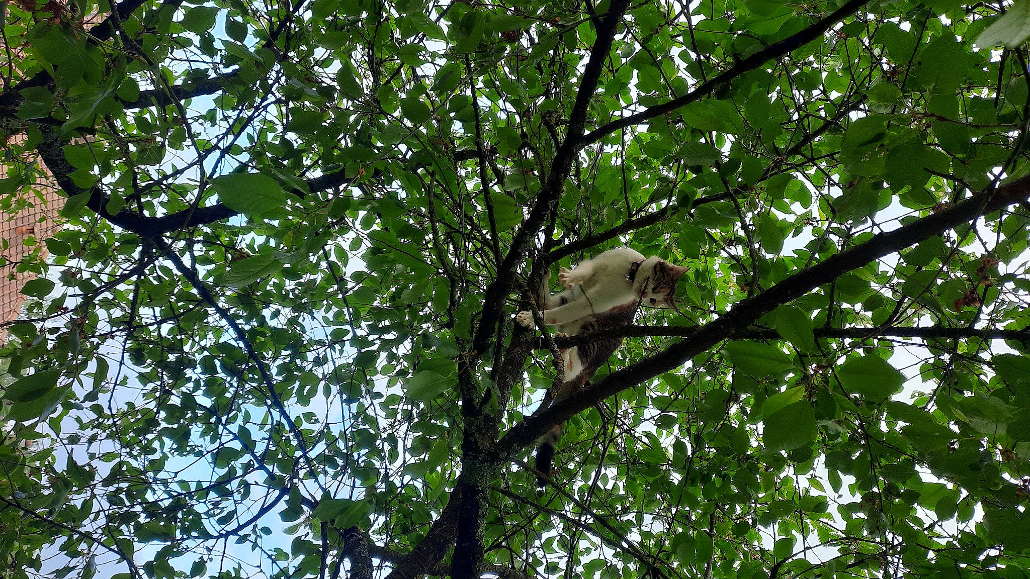 Anis participe au concours pour gagner de l'argent avec cette photo : beak, bird, bird_of_prey, forest, jungle, marsupial, northern_hardwood_forest, perching_bird, plant, plant_stem, tail, temperate_broadleaf_and_mixed_forest, terrestrial_animal, tree, trunk, twig, wildlife