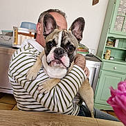 Harry a rejoint le concours — aidez-le/la à gagner de superbes lots ! cabinet, companion, cute, dog, domestic, ears, expression, face, flower, french_bulldog, furniture, home, hugging, indoor, kitchen, man, pet, portrait, striped_shirt, table