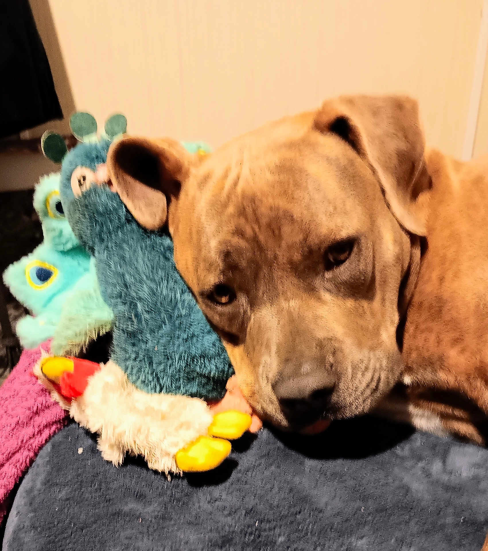 Breeze is registered to the contest to win money with this photo: dog, brown_dog, plush_toy, stuffed_animal, resting, sleepy, indoor, blanket, closeup, pet, animal, cozy, soft_toys, cute, companion, relaxed, head, fur, lying_down, home