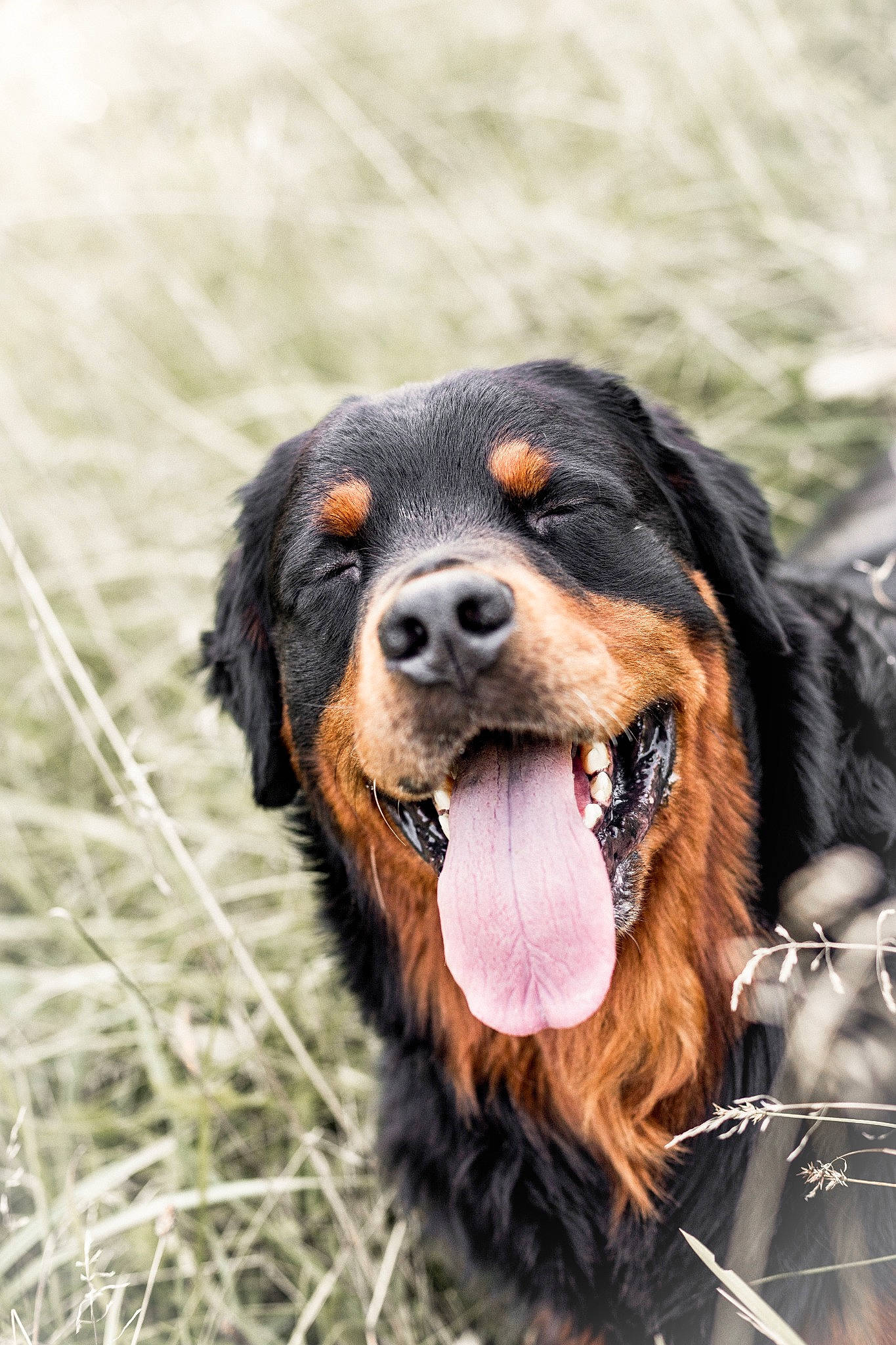 Jah participe au concours pour gagner de l'argent avec cette photo : canidae, carnivore, cocker_spaniel, companion_dog, dog, dog_breed, fur, grass, gun_dog, hunting_dog, liver, snout, spaniel, sporting_group, terrestrial_animal, whiskers, working_animal, working_dog
