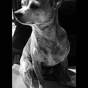 Pacha participe au concours pour gagner de l'argent avec cette photo :