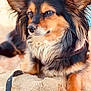 Nan a rejoint le concours — aidez-le/la à gagner de superbes lots ! dog, sand, beach, animal, pet, fur, ears, outdoor, close_up, canine, nature, paw, leash, cute, portrait, muzzle, relaxed, sunlight, snout, daytime