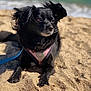 dog, black_dog, beach, sand, ocean, leash, pet, outdoor, sunlight, animal, canine, fur, harness, relaxed, ears_up, nature, water, shore, daytime, closeup