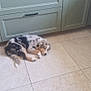 animal, cabinet, canine, corner, cozy, dog, domestic, floor, fur, green_cabinet, home, indoors, kitchen, peaceful, pet, quiet, relaxing, resting, sleeping, tile